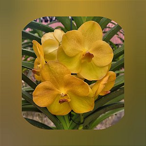 Vanda Nopporn Golden Hill x Butterfly Nr. 699