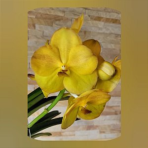 Vanda Nopporn Golden Hill x Butterfly Nr. 699