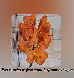 Ascocenda Viboon Sunset