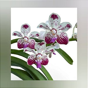 Vanda Kultana Fragrance x Vanda Luzonica