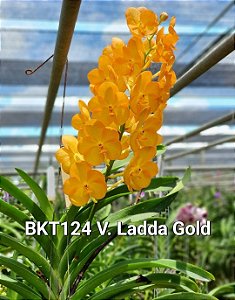 Muda de Vanda Ladda Gold