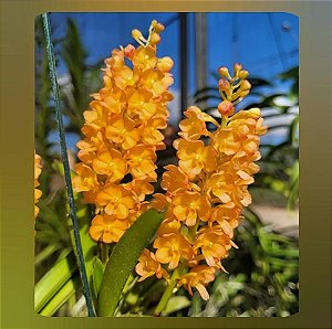 Muda Vandachostylis Ladda Gold