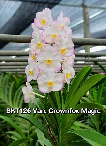 Muda de Vanda Crownfox Magic