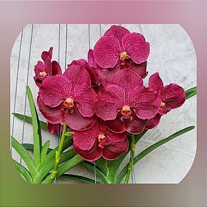 Vanda Mem Ted Carter Burgandy (Nr 4)