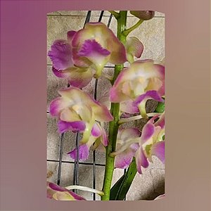 Perr. Bangkok Star x Lawrenceae (Nr. 2)