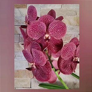 Vanda Faye Bennette x Charles Goodfellow (Nr. 1)