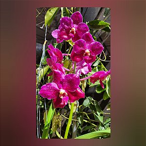 Vanda Dr. Anek x Mimi Palmer (Nr. 2)