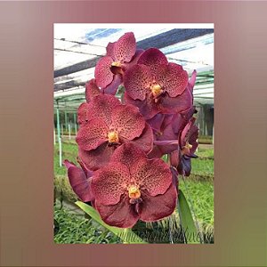 Vanda Chantra