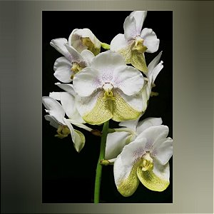 Vanda Muang Thong "Barbara"