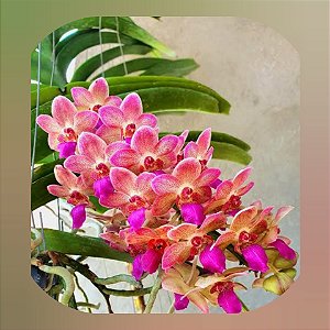 Wuttiphanara Manoonya Soft ´Orange Pink Lips`(Nr. 2)