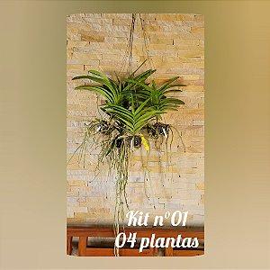 KIT VANDAS / PROMO / BLACK (Nr. 1)