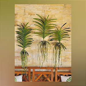 KIT VANDA C/3 unidades