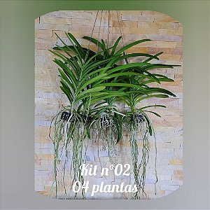 KIT VANDAS / PROMOÇÃO