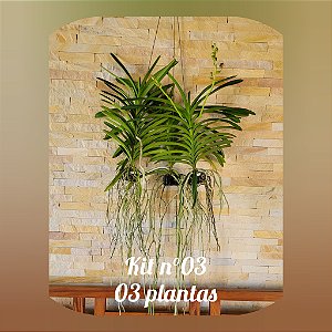 KIT VANDAS / PROMO / BLACK (Nr. 3)