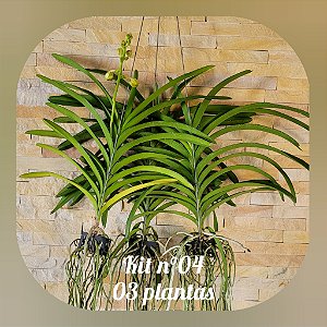 KIT VANDAS / PROMO / BLACK (Nr. 4)