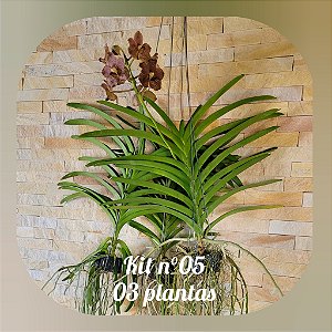 KIT VANDAS / PROMOÇÃO