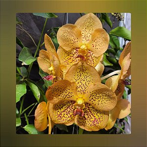 Vanda Sanchai Gold Spot