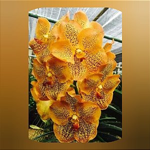 Vanda Sanchai Gold Spot