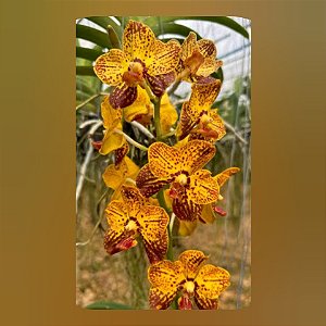 Vanda Thai Leopard
