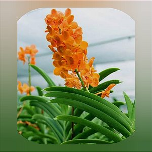 Muda Ascocenda Suksamran Sunlight x Ascocentrum Miniatum