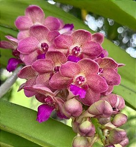 Muda de Vanda Wuttipanara