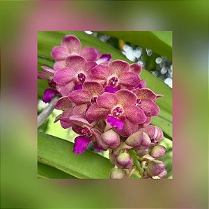 Muda de Vanda Wuttipanara