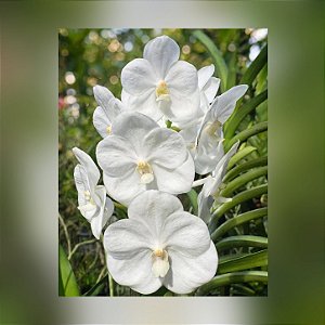 Muda de Vanda Nopporn White Diamond nr. 98