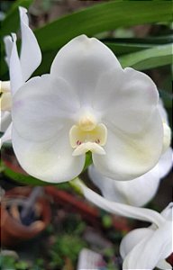 Muda de Vanda Nopporn White Diamond nr. 98