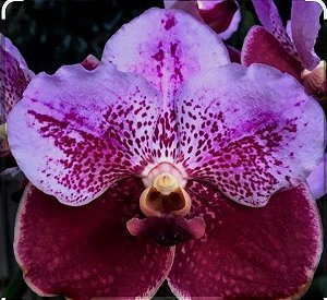 Muda de Vanda Boonchoo x Taveesuksa