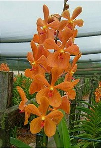 Muda de Mokara Oomyai Orange