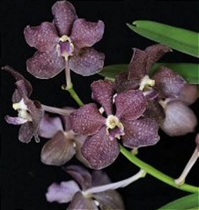 Muda de Vanda Mimi Palmer x Denisoniana