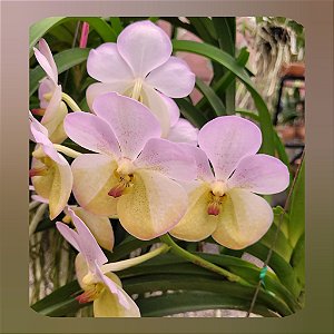 Vanda Harkana Tkatchenko