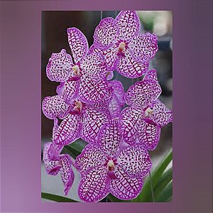 Vanda Chulee Classic Pink