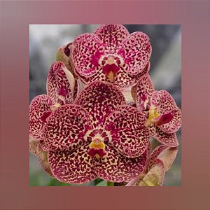 Vanda Razarudin Husain "Fire Leopard"
