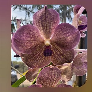 Vanda Prapathom Gold x Coerulea Blue-Grey Purple Lip Clone