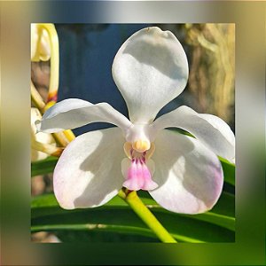 Vanda White Rose