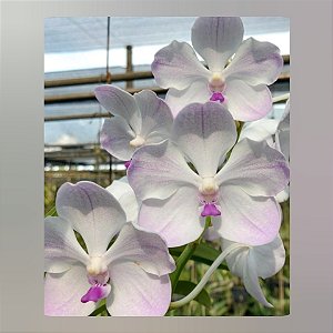 Vanda White Rose