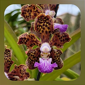 Pda Paksorn Fragrance x Mimi Palmer