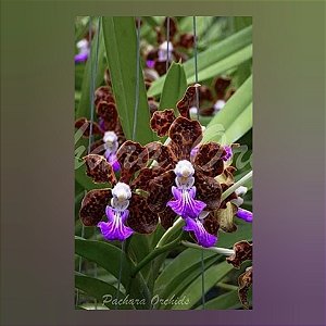 Pda Paksorn Fragrance x Mimi Palmer