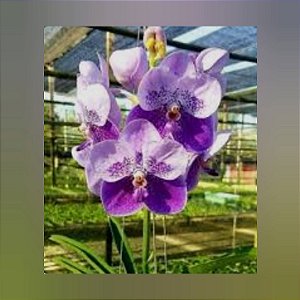Vanda General Prinya