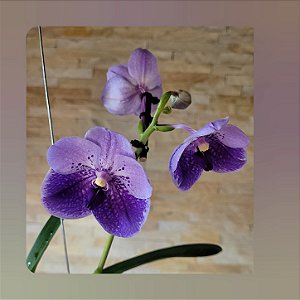 Vanda General Prinya
