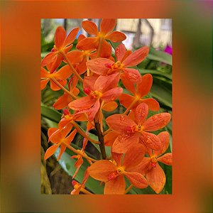 Renanthera Jairak Orange