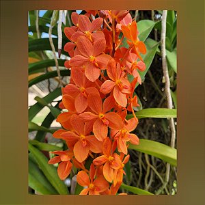 Renanthera Jairak Orange