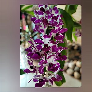 Rhychontlylis Gigantea Dupla (Big Spot)