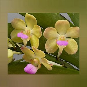Wuttiphanara Manoonya "Golden Doll"