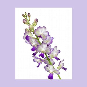Prra.La Beau Blue (Mini Vanda)