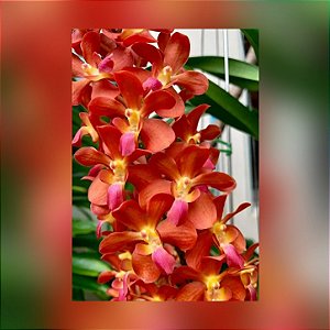 Waironara Tango Fire AM/AOS