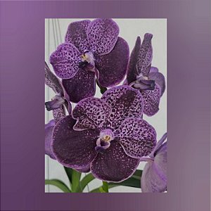 Vanda Dr Anek x Kulwadee Fragrance, Dark Purple Nr. 594