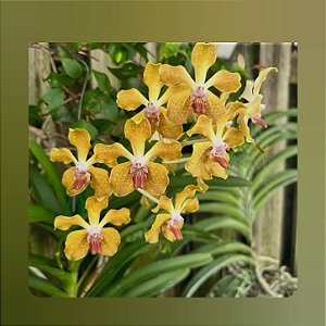 Vanda Tessellata, Semi Alba x Suwannaphum Sunshine (Touceira)