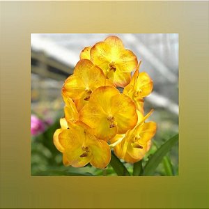 Vanda Boonyarit Pastel
